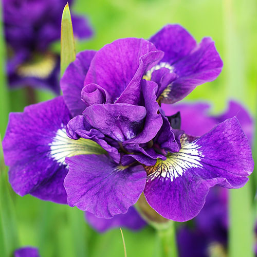 Iris Siberica (Siberian) Kaboom - for Sale Iris Siberica (Siberian) Kaboom