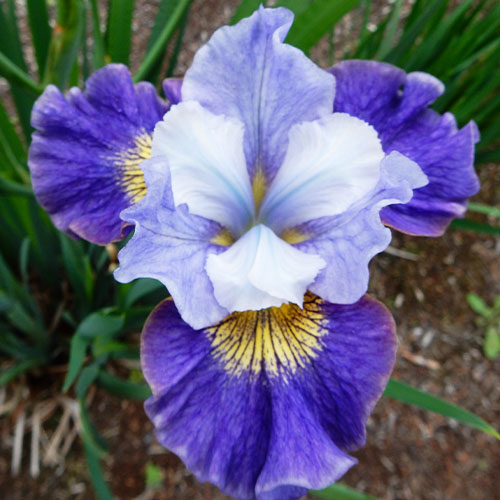 Iris Siberica (Siberian) Magnetism - for Sale Iris Siberica (Siberian) Magnetism