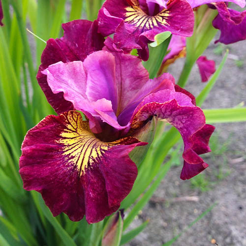 Iris Siberica (Siberian) Miss Apple - for Sale Iris Siberica (Siberian) Miss Apple