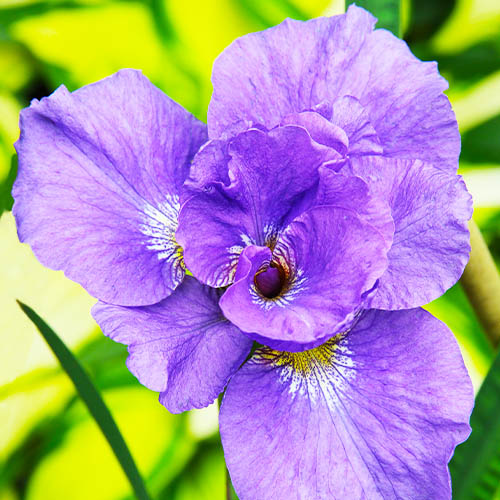 Iris Siberica (Siberian) Rambunctious - for Sale Iris Siberica (Siberian) Rambunctious