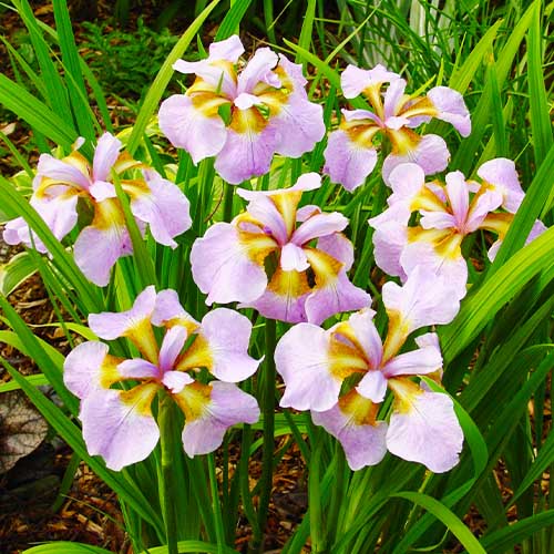 Iris Siberica (Siberian) Rikugi Sakura - for Sale Iris Siberica (Siberian) Rikugi Sakura