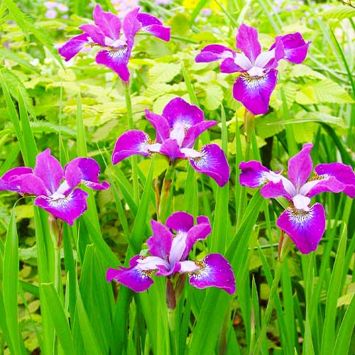 Iris Siberica (Siberiana) Roaring Jelly - for Sale Iris Siberica (Siberiana) Roaring Jelly