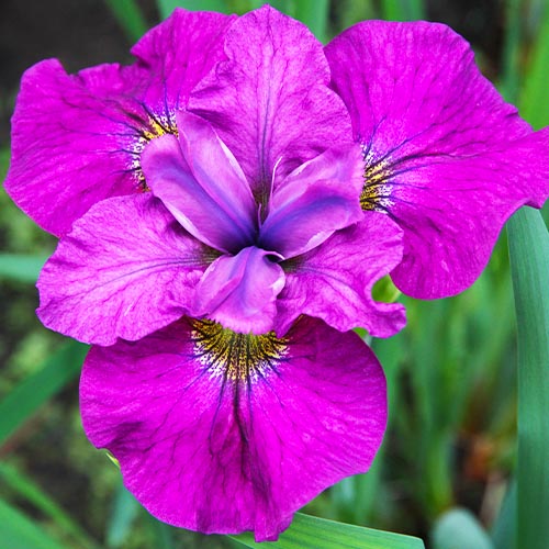 Iris Siberica (Siberian) See Ya Later - for Sale Iris Siberica (Siberian) See Ya Later