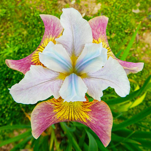 Iris Siberica (Siberian) Sugar Rush - for Sale Iris Siberica (Siberian) Sugar Rush