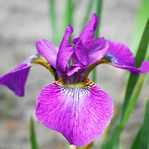 Iris Siberica (Siberian) Valda - for Sale Iris Siberica (Siberian) Valda
