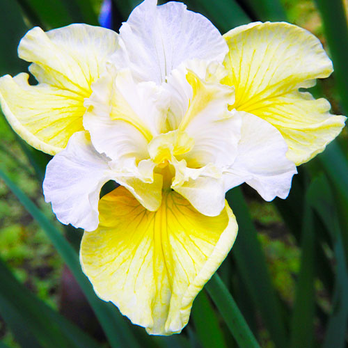Iris Siberica (Siberian) Yellow Tail - for Sale Iris Siberica (Siberian) Yellow Tail