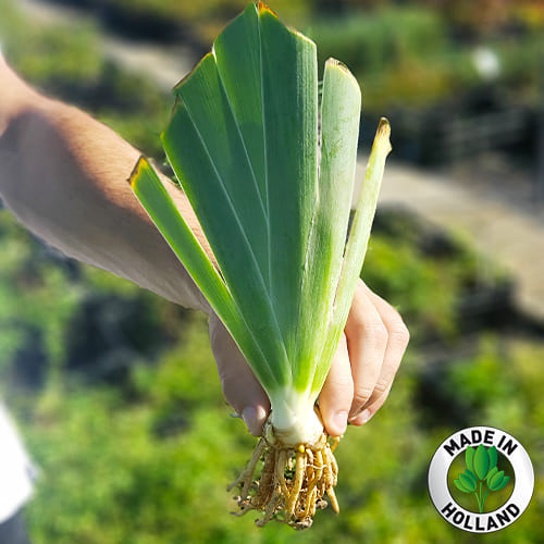 Iris Siberica (Siberiana) Happy Returns - for Sale Iris Siberica (Siberiana) Happy Returns