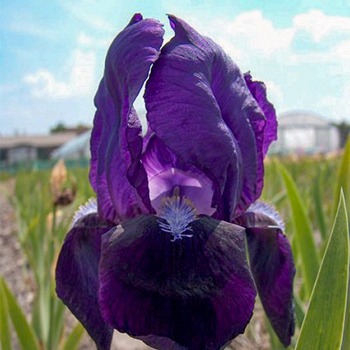 Iris Germanica Black Night - for Sale Iris Germanica Black Night