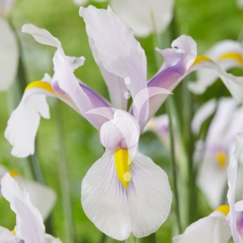 Iris Hollandica Carmen - for Sale Iris Hollandica Carmen