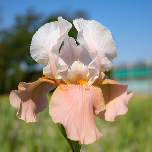 Iris Germanica (Bearded Iris) Festive Skirt - for Sale Iris Germanica (Bearded Iris) Festive Skirt