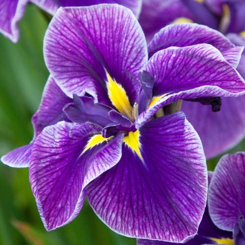 Iris Ensata Katy Mendez - for Sale Iris Ensata Katy Mendez