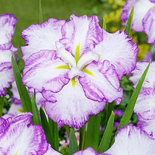 Iris Ensata Light at Dawn - for Sale Iris Ensata Light at Dawn