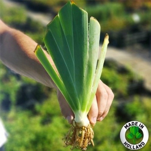 Iris Siberica (Sibirische Schwertlilie) Teal Velvet - for Sale Iris Siberica (Sibirische Schwertlilie) Teal Velvet
