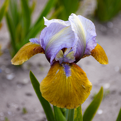 Iris Pumila Hocus Pocus - for Sale Iris Pumila Hocus Pocus