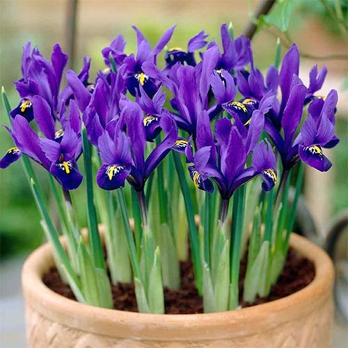 Iris reticulata Pixie