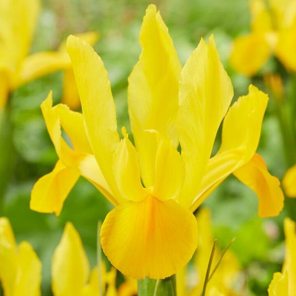 Iris Hollandica Stronggold - for Sale Iris Hollandica Stronggold