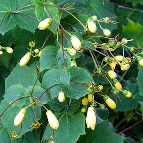 Kirengeshoma (palmata) - for Sale Kirengeshoma (palmata)