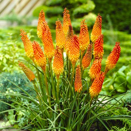 Kniphofia Alcazar - for Sale Kniphofia Alcazar