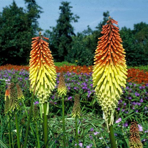 Kniphofia Royal Standard - for Sale Kniphofia Royal Standard