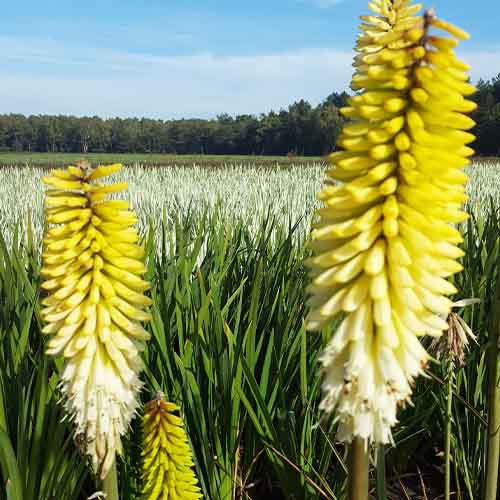 Kniphofia Ice Queen - for Sale Kniphofia Ice Queen