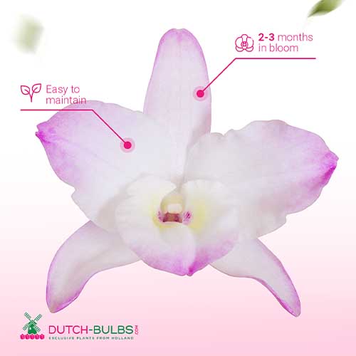 Dendrobium Orchid Kumiko (2 spikes) - for Sale Dendrobium Orchid Kumiko (2 spikes)