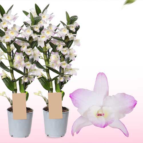 Dendrobium Orchid Kumiko (2 spikes) - for Sale Dendrobium Orchid Kumiko (2 spikes)