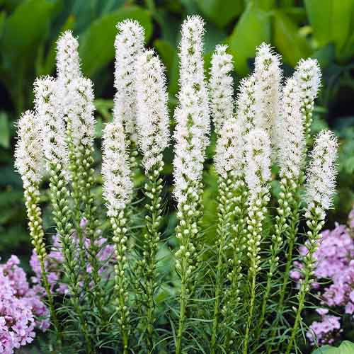 Liatris (spicata) Alba - for Sale Liatris (spicata) Alba