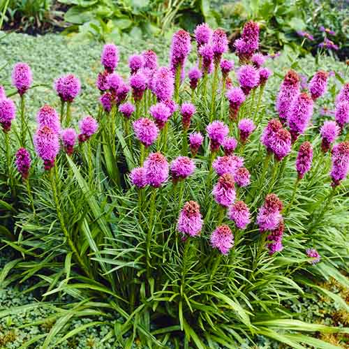 Liatris (spicata) Kobolt - for Sale Liatris (spicata) Kobolt