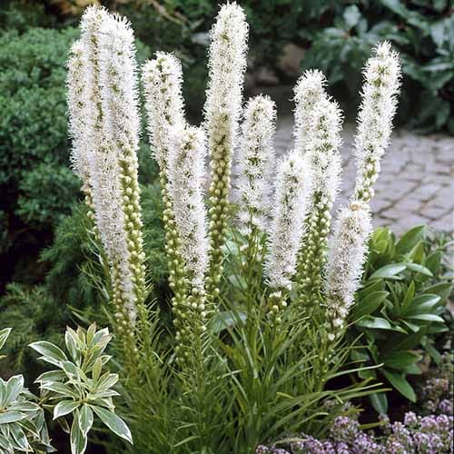 Liatris Floristan Weiss - for Sale Liatris Floristan Weiss