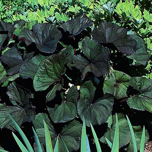 Ligularia (dentata) Desdemona - for Sale Ligularia (dentata) Desdemona