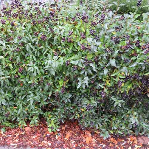 Ligustrum (vulgare) Lodense - for Sale Ligustrum (vulgare) Lodense