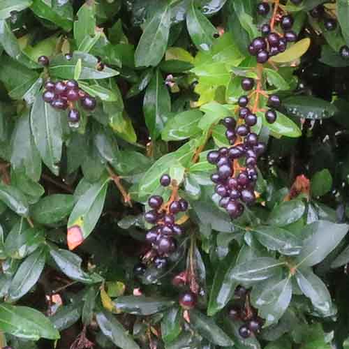Ligustrum (vulgare) Lodense - for Sale Ligustrum (vulgare) Lodense