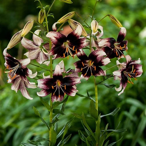 Lily (Lilium) Stracciatella Event - for Sale Lily (Lilium) Stracciatella Event