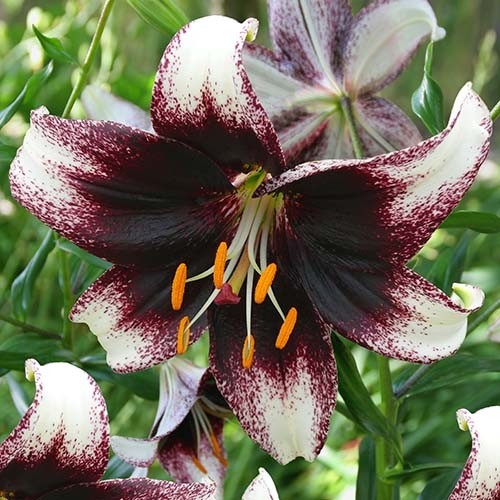Lily (Lilium) Stracciatella Event - for Sale Lily (Lilium) Stracciatella Event