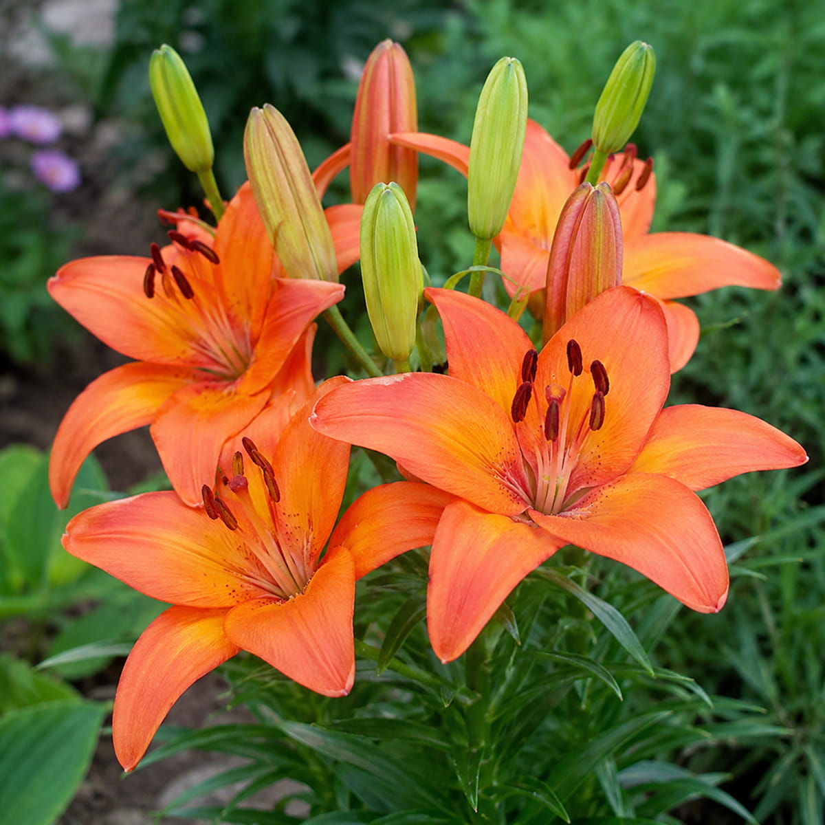 Lily (Lilium) Abbevilles Pride - for Sale Lily (Lilium) Abbevilles Pride