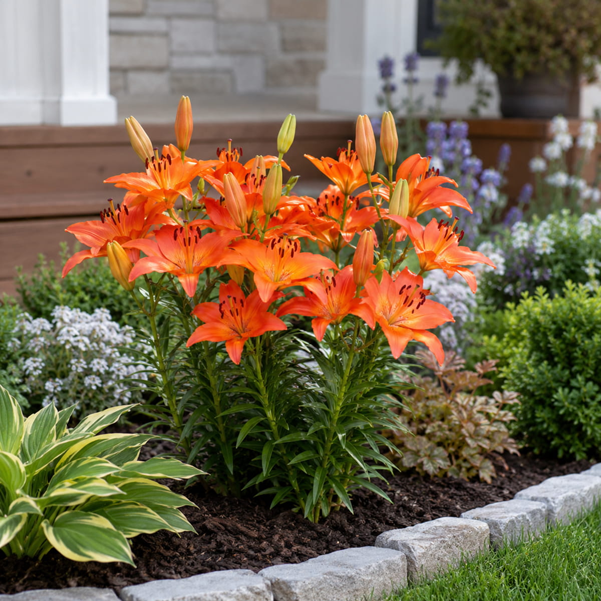 Lily (Lilium) Abbevilles Pride - for Sale Lily (Lilium) Abbevilles Pride