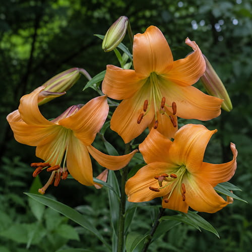 Lys (Lilium) African Queen - for Sale Lys (Lilium) African Queen