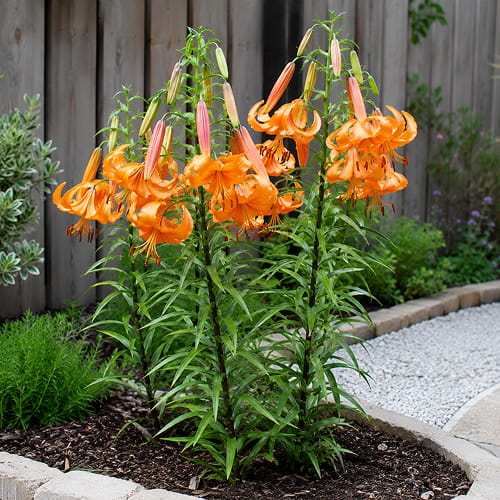 Lys (Lilium) African Queen - for Sale Lys (Lilium) African Queen