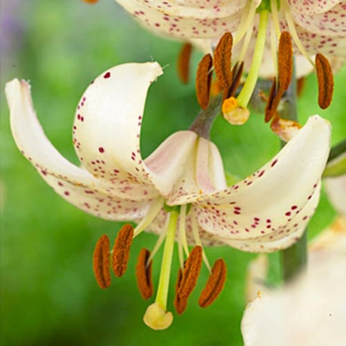 Lily (Lilium) Albiflorum (Martagon) - for Sale Lily (Lilium) Albiflorum (Martagon)