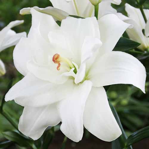 Lily (Lilium) Annemaries Dream - for Sale Lily (Lilium) Annemaries Dream