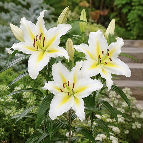 Lirio (Lilium) Baferrari - for Sale Lirio (Lilium) Baferrari