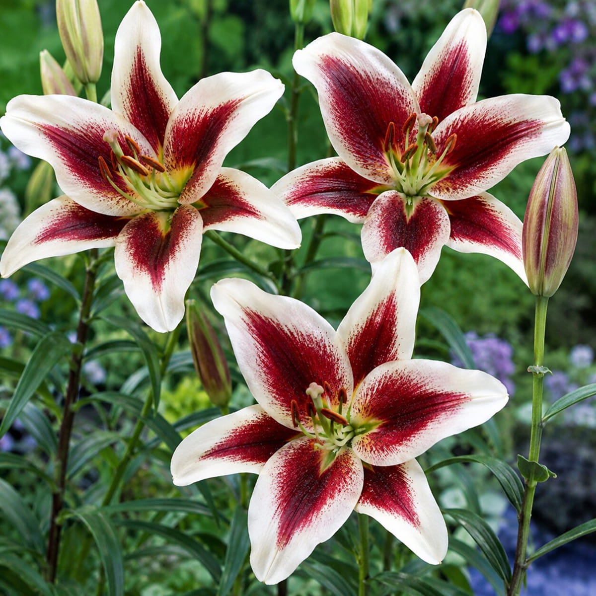 Lirio (Lilium) Beverly Dreams - for Sale Lirio (Lilium) Beverly Dreams