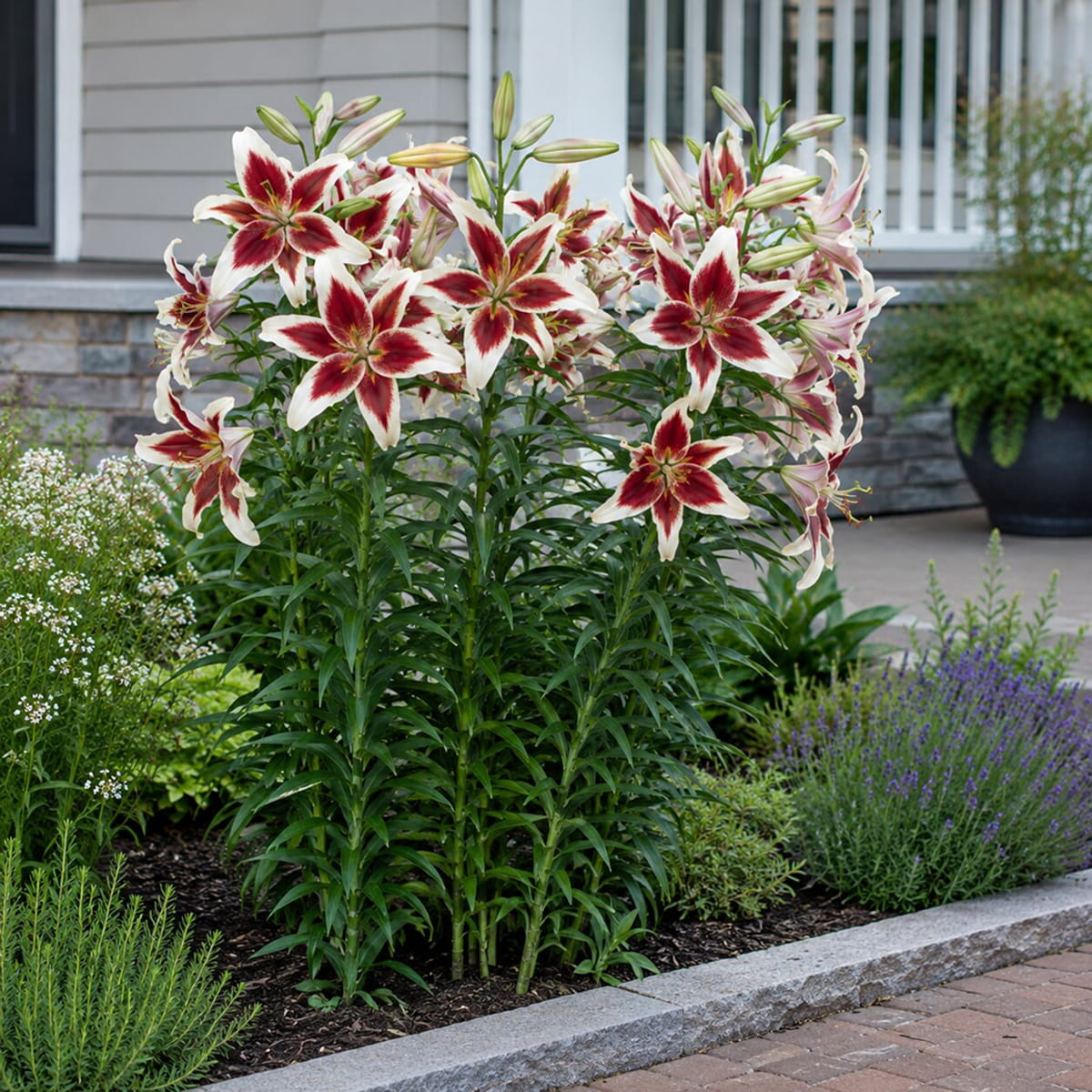 Lirio (Lilium) Beverly Dreams - for Sale Lirio (Lilium) Beverly Dreams