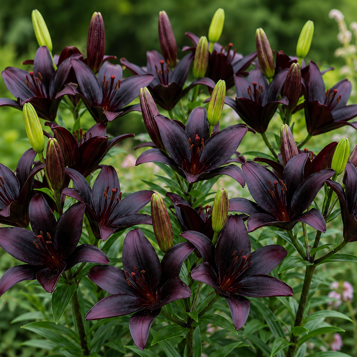 Lily (Lilium) Blacklist - for Sale Lily (Lilium) Blacklist