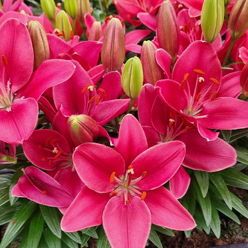 Lily (Lilium) Buzzer - for Sale Lily (Lilium) Buzzer