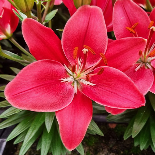Lily (Lilium) Buzzer - for Sale Lily (Lilium) Buzzer