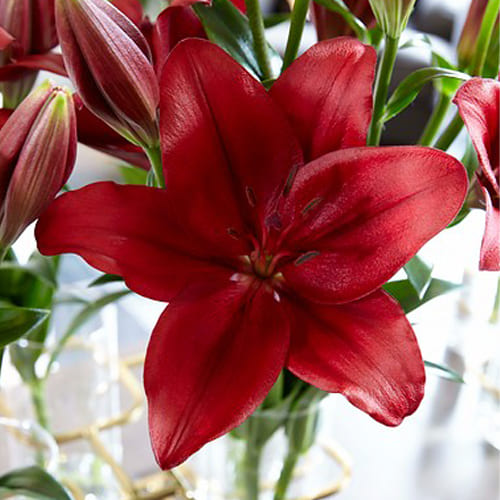 Lily (Lilium) Cavoli - for Sale Lily (Lilium) Cavoli