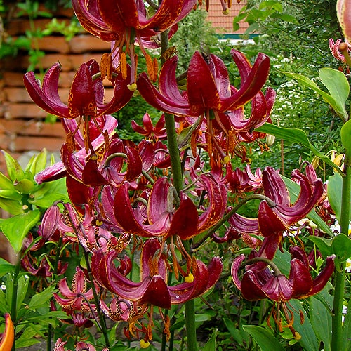 Lilie (Lilium) Claude Shride - for Sale Lilie (Lilium) Claude Shride