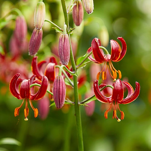 Lilie (Lilium) Claude Shride - for Sale Lilie (Lilium) Claude Shride