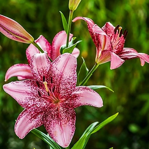 Lily (Lilium) Cogoleto - for Sale Lily (Lilium) Cogoleto